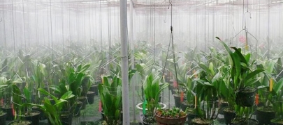 Hệ thống phun sương tưới lan