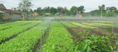 Hệ thống tưới rau tự động