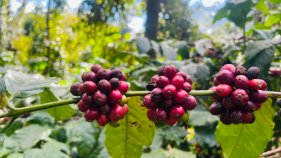 Giá cà phê trong nước ngày 18/4 tiếp tục giảm mạnh