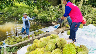 Nâng tầm canh tác sầu riêng từ quản lý sức khỏe cây trồng IPHM