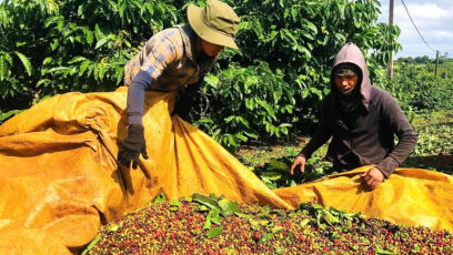 Công ty Cà phê 52: Hiệu quả từ đa dạng hóa cây trồng