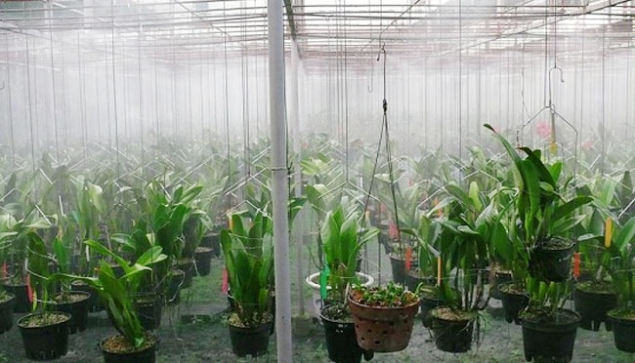 Hệ thống phun sương tưới lan